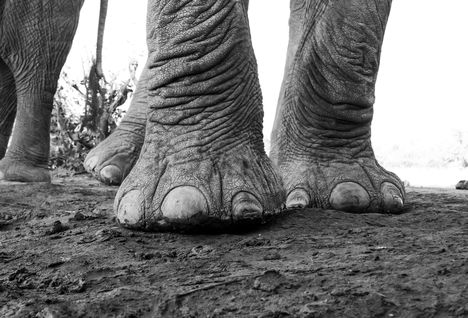 elephant feet