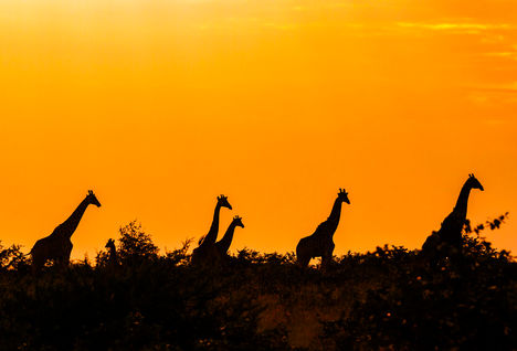zimbabe giraffes sunset safari
