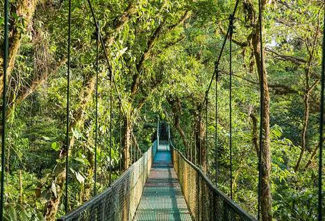 costa rica forest