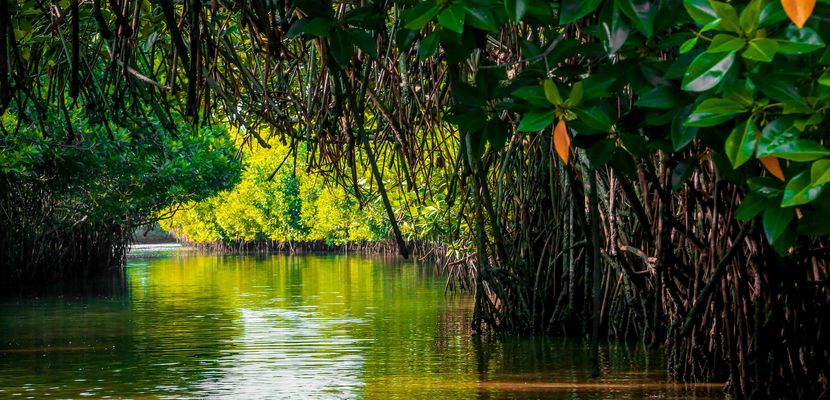 Mangroves in India