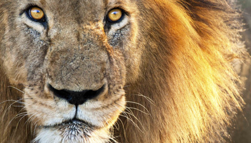 Lion in Kruger