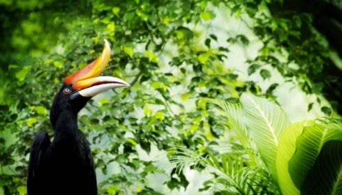 Bright Bird in the Verdant Malaysian Jungle