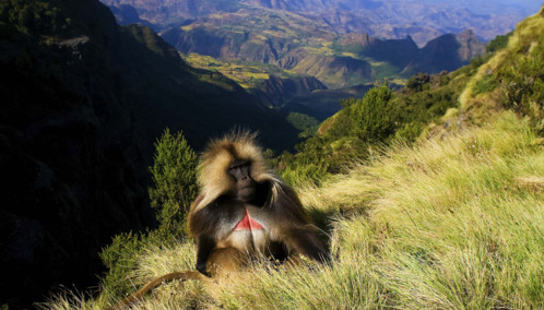 Gelada Baboon in the Siemen Mountains