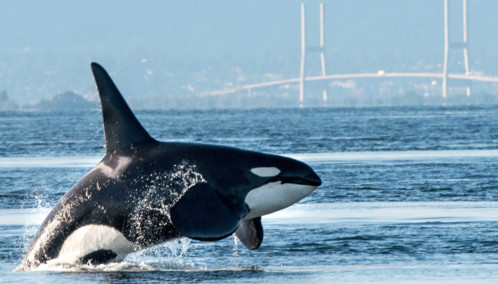 Orca Jumping out of the Water in Vancouver Harbour