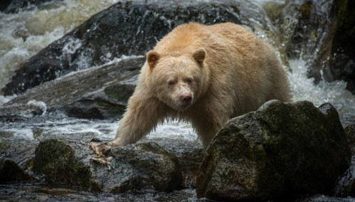 Spirit Bear in British Columbia