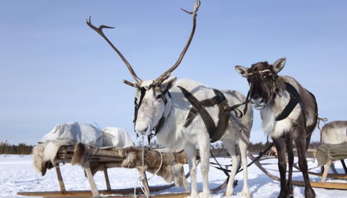 Reindeer Sleigh in Finland