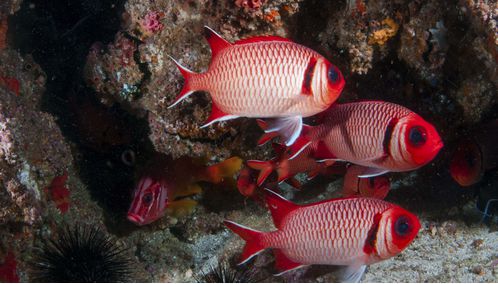 Red Fish, Mozambique