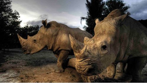 Rhinos in cloudy skies