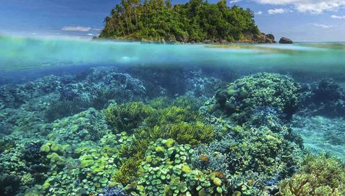 Coral reef in the Philippines