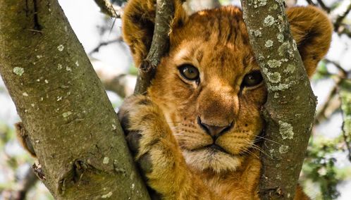 Lion in tree