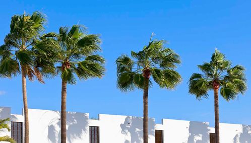 Tenerife palm trees