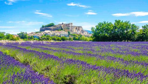 Provence lavender fields