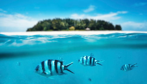 Tanzania snorkelling