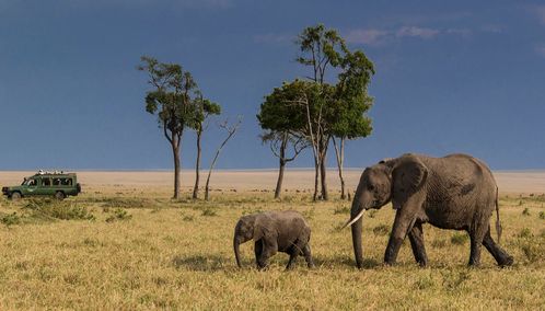Elephants in the Selous