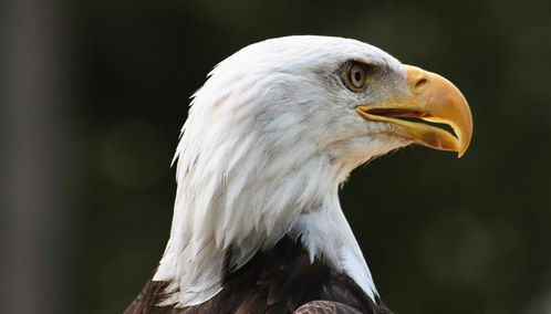 Bald eagle, British Columbia