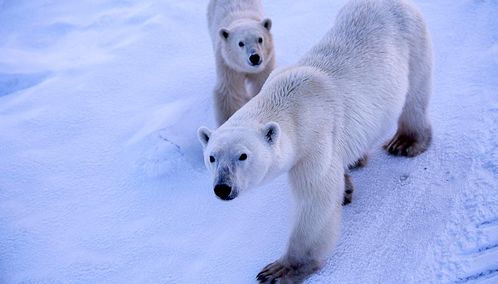 Churchill polar bears