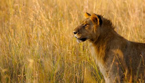 Lion in Botswana