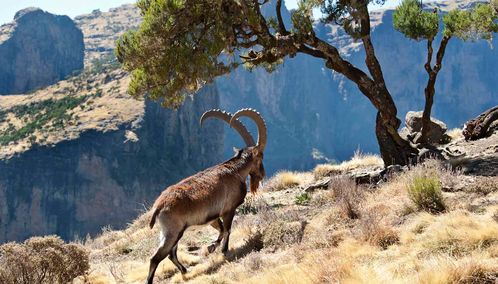 Mountain goat in the Ethiopian highlands