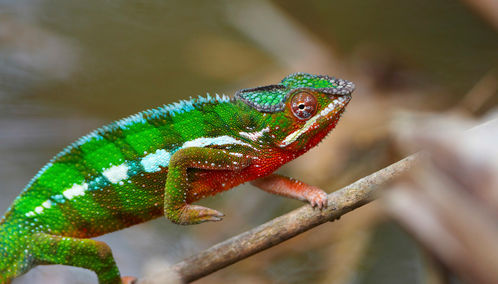 Chamelon, Madagascar