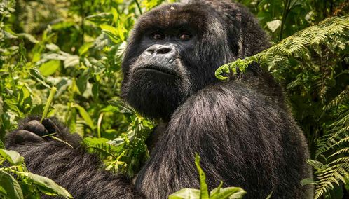 Rwandan silverback