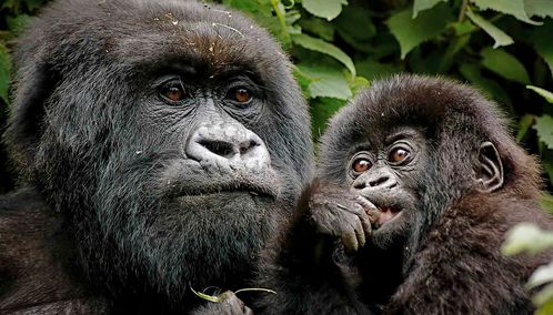 Uganda gorilla and baby
