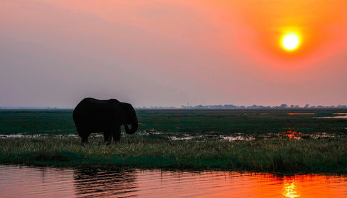 Zambia sunset and elephant