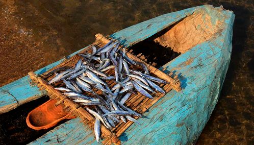 Lake Malawi fresh fish