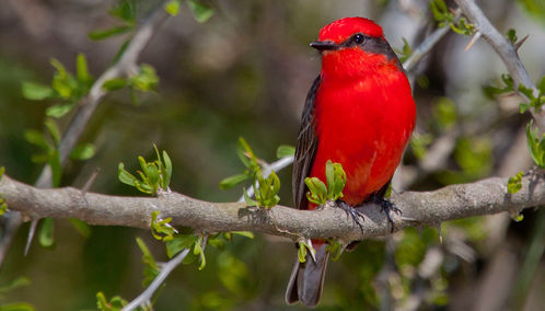Bird in Sao Tome