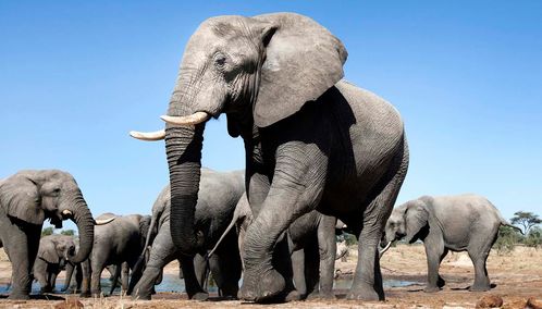 Hwange elephant herd