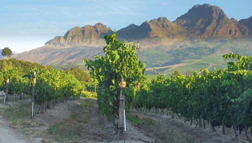 Vines in the Cape Winelands