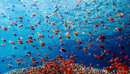 Menjangan coral, Bali