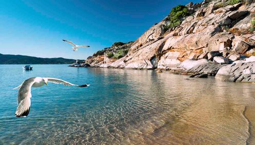 Halkidiki seagull on beach