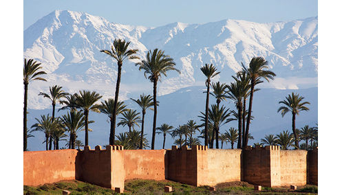 Atlas Mountains palms