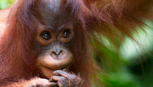 Small orangutan in Borneo