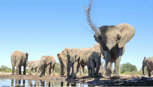 Elephants in Mashatu Game Reserve
