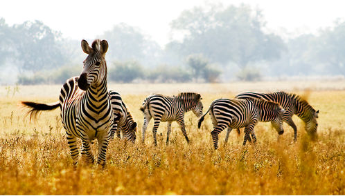 Zebras in South Luangwa National Park