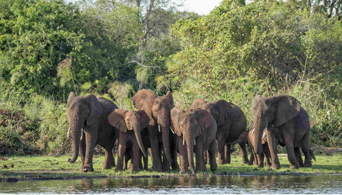Elephants drinking