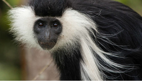Colbus monkey