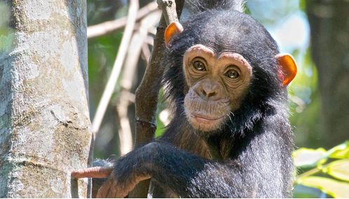 Rwanda Baby Chimpanzee