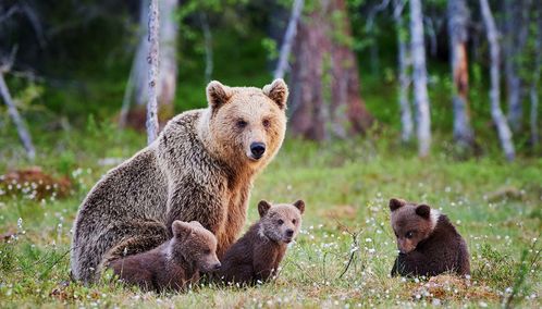 Grizzly bear cubs