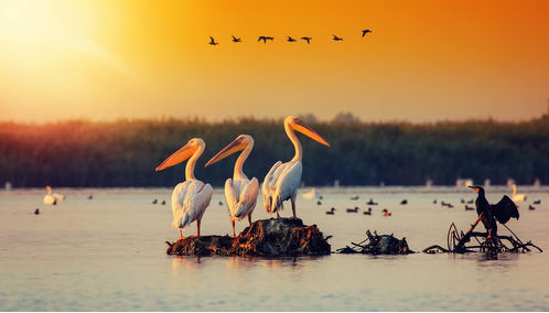 Pelicans Danube Delta