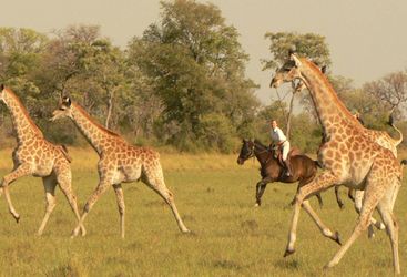 Spotting giraffes at Ride Makgadikgadi Pans, luxury camp in Botswana