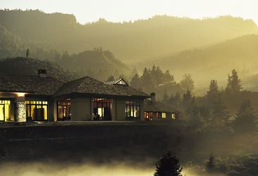 treetops_dusk_view