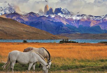 Horses Grazing Beneath the Andes
