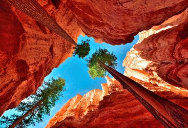 Worms-eye view of Bryce Canyon National Park
