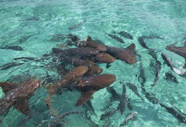 Belize Nurse Sharks