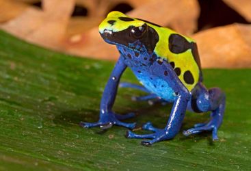 Yellow and Blue Frog