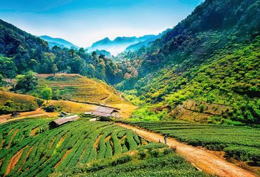 Tea Plantation at Ang Khang - Thailand