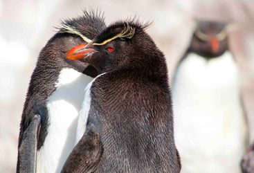 Red Eye Penguin