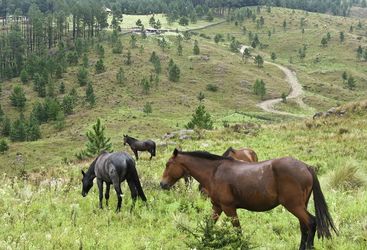 Horse Riding, Cordoba, Argentina